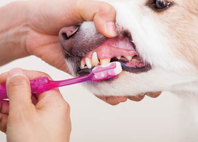 犬の歯磨きの知恵袋 便利グッズや慣れさせ方もご紹介 Pet Ear ペットイヤー