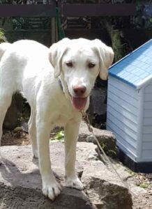 犬が暑い時に冷やす場所は人間と一緒 効果的な方法も Pet Ear ペットイヤー