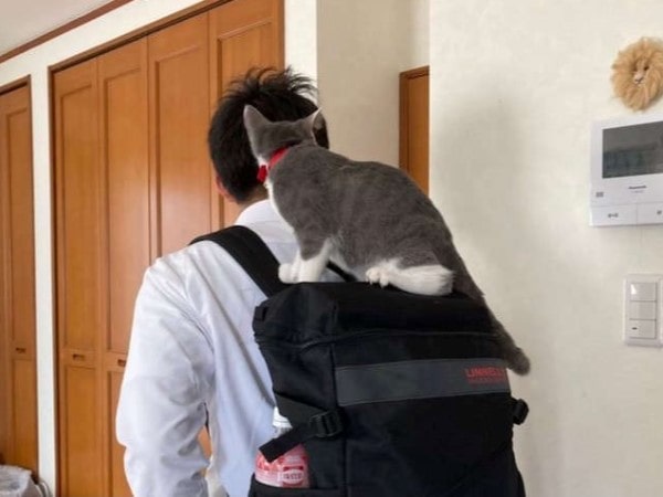 いってらっしゃ ちょっとまてーい リアル猫リュックで登校する息子に ぬいぐるみかと思った の声も Pet Ear ペットイヤー