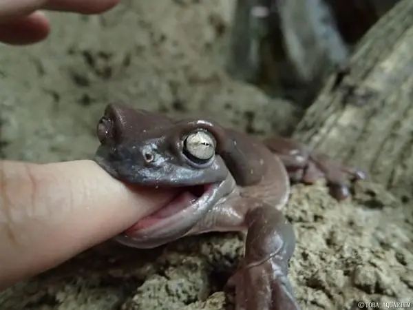 イエアメガエル上陸後の飼育方法 レイアウトやエサなど注意点は Pet Ear ペットイヤー