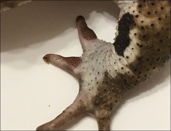 イエアメガエルのオスメス判別方法をご紹介 自然繁殖は可能なの Pet Ear ペットイヤー