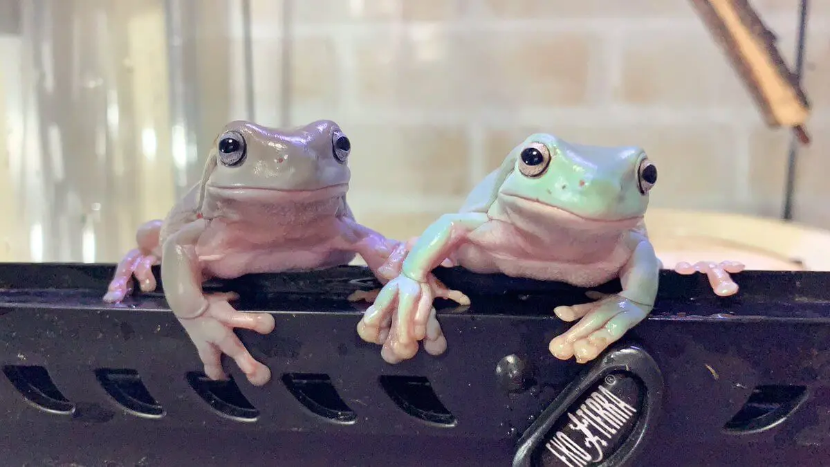 イエアメガエルのオスメス判別方法をご紹介 自然繁殖は可能なの Pet Ear ペットイヤー