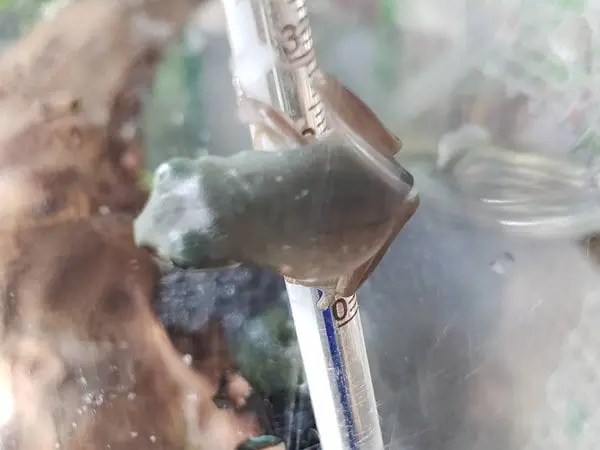 イエアメガエル上陸後の餌で悩む人続出 量や頻度 食べないときは Pet Ear ペットイヤー