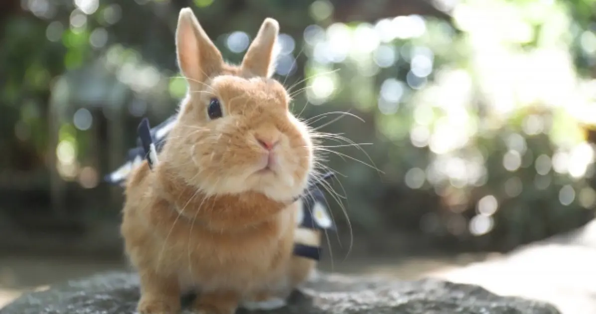 うさぎ シャンプー コレクション 代用