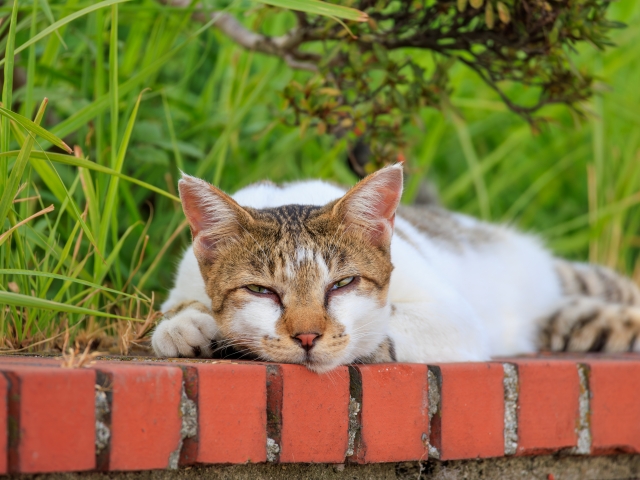 猫の口の周りに黒いポツポツ？猫ニキビの原因と対処法とは？ - Pet ear（ペットイヤー）